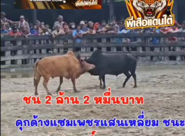 คลิปวัวชนย้อนหลัง ผลการชน ขาวงามพันพยัคฆ์  VS ดุกด้างเพชรแสนเหลี่ยม (ท่านแบ้)