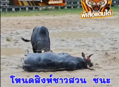 คลิปวัวชนย้อนหลัง ผลการชน โคโหนดสิงห์ชาวสวน (ไข่นุ้ย)  VS  โคโหนดหัวดำไม่ต้องทำทำก็มีกิน