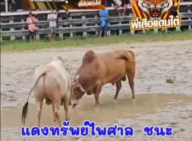 ึคลิปวัวชนย้อนหลัง ผลการชน โคแดงทรัพย์ไพศาล (ไอ้แสบ)  VS  โคลังสาดขาวจ้าวสำอาง