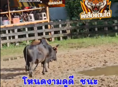 คลิปวัวชนย้อนหลัง ผลการชน โคลังสาดสมรักษ์418 (ไอ้โถนาแว)  VS  โคโหนดงามดูดี