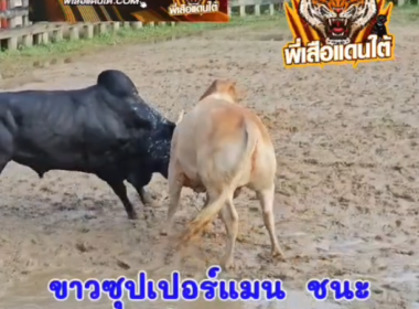 คลิปวัวชนย้อนหลัง ผลการชน โคขาวซุปเปอร์แมน  VS  โคนิลท้องลายเพชรพญาหงส์ (คีมล๊อก)