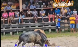 คลิปวัวชนย้อนหลัง ผลการชน โคโหนดพลังพรทิพย์ (พลร่ม)  VS โคลังสาดชนะชัย