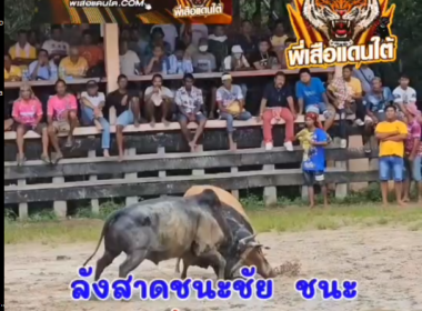 คลิปวัวชนย้อนหลัง ผลการชน โคโหนดพลังพรทิพย์ (พลร่ม)  VS โคลังสาดชนะชัย