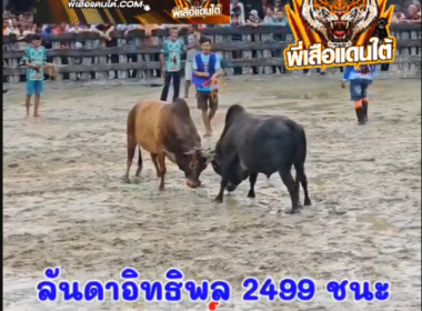 คลิปวัวชนย้อนหลัง ผลการชน ลันดาอิทธิพล2499 (เด็กช่าง)  VS ดุกด้างเอกนครคู่บารมีทวีทรัพย์ (ไอ้ยึดทรัพย์)