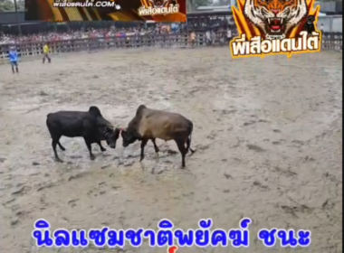 คลิปวัวชนย้อนหลัง ผลการชน