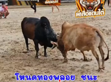 คลิปวัวชนย้อนหลัง ผลการชน ลังสาดคชสิงห์ (บุญหลาย)  VS โหนดงามเหลี่ยมเพชรยอดมีชัย (ทองพลอย)