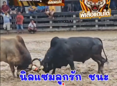 คลิปวัวชนย้อนหลัง ผลการชน นิลแซมลูกรักยอดพยัคฆ์แสนเหลี่ยม (เจ้านาย)  VS  ลังสาดงามยอดอาวุธ (ทันจีโร่)