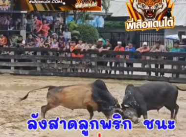 คลิปวัวชนย้อนหลัง ผลการชน ดุกด้างทีเด็ดเพชรเกาะถ้ำ (ลูกแพะ) VS ลังสาดไอ้ลูกพริก