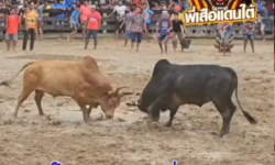 คลิปวัวชนย้อนหลัง ผลการชน โหนดเพชรดาวรุ่ง (ตรีพลเล็ก)  VS ขาวเพชรพรชัยเล็ก (พรชัย 3)