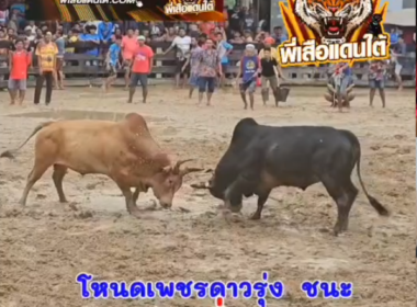 คลิปวัวชนย้อนหลัง ผลการชน โหนดเพชรดาวรุ่ง (ตรีพลเล็ก)  VS ขาวเพชรพรชัยเล็ก (พรชัย 3)