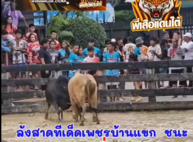 คลิปวัวชนย้อนหลัง ผลการชน ลังสาดทีเด็ดเพชรบ้านแขก (ปืนใหญ่)  VS ดุกด้างเข็มเพชรจอมราวี