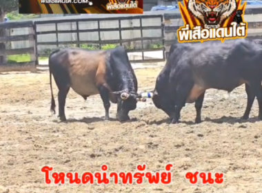 คลิปวัวชนย้อนหลัง ผลการชน โหนดหลังขาวยอดพิทักษ์พยัคฆ์ค่ารณ (สายฟ้า)  VS โหนดนำทรัพย์ (เสือหยบ)