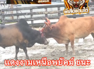 คลิปวัวชนย้อนหลัง ผลการชน โหนดพนมรุ้งเล็ก (ยางมะตอย) VS แดงงามเหนือพยัคฆ์ยอดนำชัย