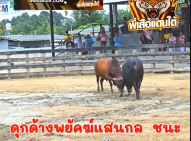 คลิปวัวชนย้อนหลัง ผลการชน ดุกด้างพยัคฆ์แสนกล  VS  ลันดานครตรัง (แมงยักษ์)