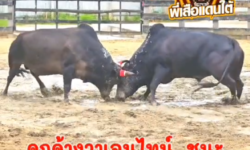 คลิปวัวชนย้อนหลัง ผลการชน ดุกด้างวาเลนไทน์ (อ้ายเถื่อน)  VS ดุกด้างงามเพชรควนล้อน