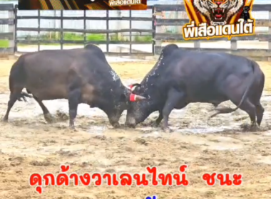 คลิปวัวชนย้อนหลัง ผลการชน ดุกด้างวาเลนไทน์ (อ้ายเถื่อน)  VS ดุกด้างงามเพชรควนล้อน