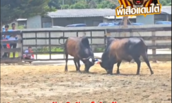 คลิปวัวชนย้อนหลัง ผลการชน โหนดแซมเทพพิชัยยุทธ  VS โหนดสุดรักพิทักษ์นำชัย (ท่านกั้ง)