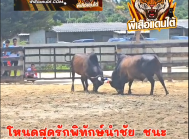 คลิปวัวชนย้อนหลัง ผลการชน โหนดแซมเทพพิชัยยุทธ  VS โหนดสุดรักพิทักษ์นำชัย (ท่านกั้ง)