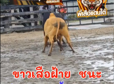 คลิปวัวชนย้อนหลัง ผลการชน ขาววรกฤต (ไอ้เสือฝ้าย)  VS ดุกด้างพญาศุภราช (นำโชคนำชัย)