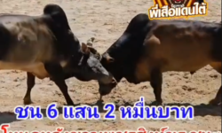 คลิปวัวชนย้อนหลัง ผลการชน  ลังสาดลูกสิงห์ดำ (ไอ้ด้วง) VS ดุกนพดล (บักข่อย)