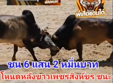 คลิปวัวชนย้อนหลัง ผลการชน  ลังสาดลูกสิงห์ดำ (ไอ้ด้วง) VS ดุกนพดล (บักข่อย)