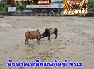 คลิปวัวชนย้อนหลัง ผลการชน ลังสาดเหลี่ยมพยัคฆ์ (ไอ้เหลี่ยม)  VS  ลังสาดงามเทพประทาน (เพชรรุ้ง)