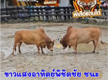 คลิปวัวชนย้อนหลัง ผลการชน ขาวแสงอาทิตย์พิชิตชัยสงคราม (ไอ้บ่อ)  VS ขาวสิงห์พลังชัย (หัวโต)