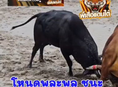 คลิปวัวชนย้อนหลัง ผลการชน โหนดพละพล (ไอ้ปราบ)  VS แดงดาวตะวัน (ไอ้ทน)