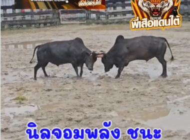 คลิปวัวชนย้อนหลัง ผลการชน