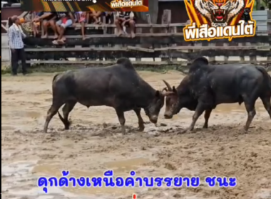 คลิปวัวชนย้อนหลัง ผลการชน ดุกด้างเหนือคำบรรยาย (ด.ช.มดดำดำ)  VS ดุกด้างแสนเชิงเล็ก (สีผอม)