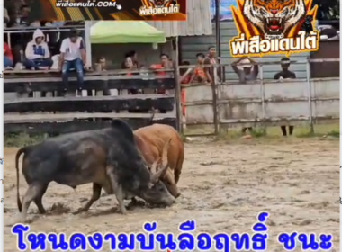 คลิปวัวชนย้อนหลัง ผลการชน ลังสาดมั่งมีทวีทรัพย์ (ลันดาวาตูชี) VS โหนดงามบันลือฤทธิ์ (ไข่เดียว)