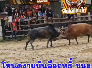 คลิปวัวชนย้อนหลัง ผลการชน ลังสาดมั่งมีทวีทรัพย์ (ลันดาวาตูชี) VS โหนดงามบันลือฤทธิ์ (ไข่เดียว)