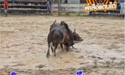 คลิปวัวชนย้อนหลัง ผลการชน โหนดงามชนะศึก (สองควน)  VS โหนดก้องเกียรติเล็ก