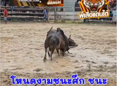 คลิปวัวชนย้อนหลัง ผลการชน โหนดงามชนะศึก (สองควน)  VS โหนดก้องเกียรติเล็ก