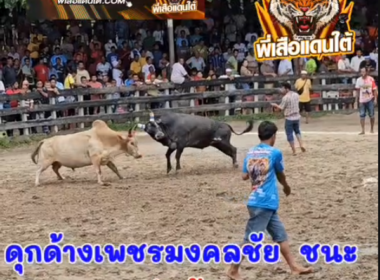 ึคลิปวัวชนย้อนหลัง ผลการชน ดุกด้างเพชรมงคลชัย (ลูกโพธิ์) VS  ลังสาดงามพูลทรัพย์ (เสือขาว)