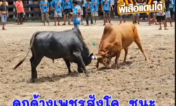 คลิปวัวชนย้อนหลัง ผลการชน ดุกด้างเพชรสังโค (อ้ายลูกดำ)  VS  แดงงามอะริยะ (เสือฝ้าย)