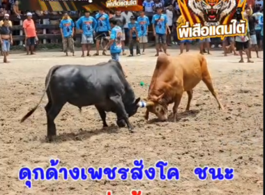 คลิปวัวชนย้อนหลัง ผลการชน ดุกด้างเพชรสังโค (อ้ายลูกดำ)  VS  แดงงามอะริยะ (เสือฝ้าย)