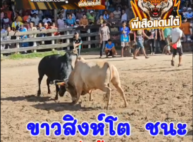 คลิปวัวชนย้อนหลัง ผลการชน ขาวสิงห์โต  VS นิลกชพร (หล้อยบ้านม่วง)