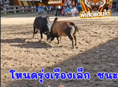 คลิปวัวชนย้อนหลัง ผลการชน โหนดสงกรานด์ (น้ำชุบ)  VS โหนดรุ่งเรืองเล็ก (อ้ายกวาง)