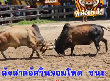 คลิปวัวชนย้อนหลัง ผลการชน ลังสาดอัศวิน(จอมโหด) VS  ลังสาดเหลี่ยมเพชร(อ้ายแสน)