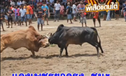 คลิปวัวชนยอนหลัง ผลการชน แดงเพชรยอดธงเกียรติมงคลชัย  VS  โหนดงามสิงห์สยาม (สิงห์ดำ)