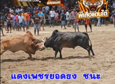 คลิปวัวชนยอนหลัง ผลการชน แดงเพชรยอดธงเกียรติมงคลชัย  VS  โหนดงามสิงห์สยาม (สิงห์ดำ)