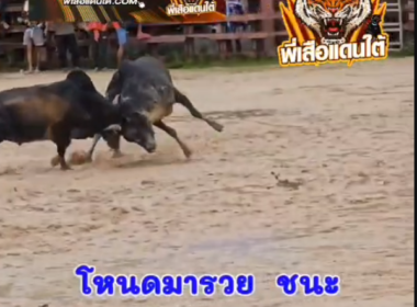 คลิปวัวย้อนหลัง ผลการชน โหนดหลังขาวจุดพยัคฆ์ร้อยลีลา (ท่านมารวย) VS ดุกด้างสิงห์สยาม