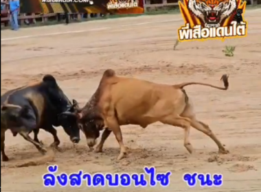 คลิปวัวชนย้อนหลัง ผลการชน แดงงามงามภูเขาไฟ (อ้ายรถไฟ89)  VS ลังสาดงามไซต์มินิ (บอนไซ)