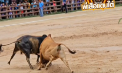 คลิปวัวชนย้อนหลัง ผลการชน ลังสาดสิงโตทองคะนองศึก VS นเรศวร (ไอ้หูบี้)