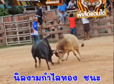 คลิปวัวชนย้อนหลัง ผลการชน นิลงามกำไลทอง (ปืนใหญ่) VS ลังสาดยอดเด็ดเพชณฆาตเพลงสังหาร (จุดดีเด่น)