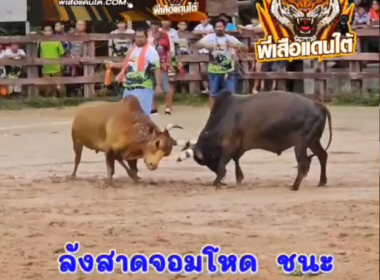 คลิปวัวชนย้อนหลัง ผลการผล ลังสาดสกุลเพชร (ไอ้ขวัญ)  VS ลังสาดจอมโหด (อ้ายขี้ท่อม)