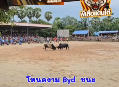 คลิปวัวชนย้อนหลัง ผลการชน ดำอชิตะ (คุณเตี้ยควนใหญ่) VS  โหนดงามBYD (ซีล)