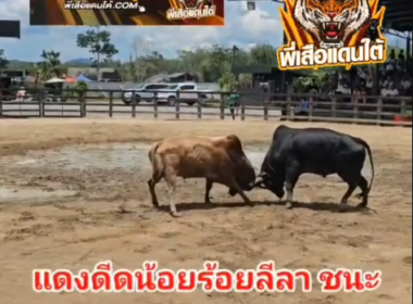 คลิปวัวชนย้อนหลัง ผลการชน โคโหนดดัมมี่แสนสุดแสบ (อ้ายสองเด้ง) VS โคแดงดีดน้อยร้อยลีลา