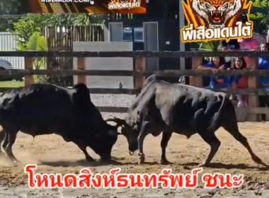 คลิปวัวชนย้อนหลัง ผลการชน โหนดสิงห์ธนะทรัพย์ (อ้ายผอม) VS โคนิลงาม357ทายาทเสือน้อย (อ้ายสิงหา)